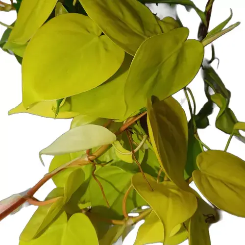 D_NQ_NP_836458-MLA80372690613_112024-O.webp