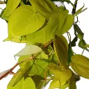 D_NQ_NP_836458-MLA80372690613_112024-O.webp