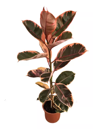 Gomero Variegado Tineke Pink Ruby Holanda Ø 16