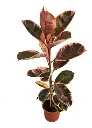 Gomero Variegado Tineke Pink Ruby Holanda Ø 16