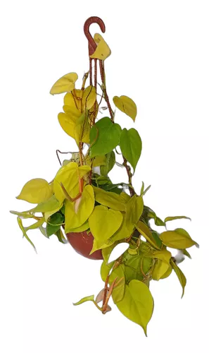 Filodendro Cordatum Lemon Colgante Bowl Ø 18