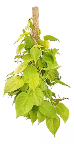 Filodendro Cordatum Lemon En Soplada C/tutor