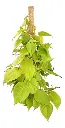 Filodendro Cordatum Lemon En Soplada C/tutor