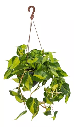 Filodendro Cordatum Brasilera Bowl Ø18