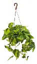 Filodendro Cordatum Brasilera Bowl Ø18