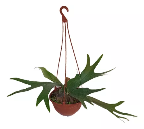 Platycerium Cuerno De Alce Bowl Ø 20