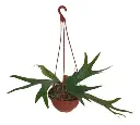 Platycerium Cuerno De Alce Bowl Ø 20