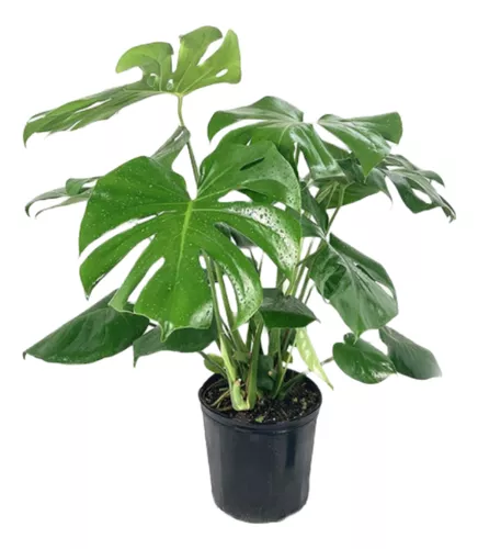 Monstera Costilla De Adan 3L