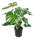 Monstera Costilla De Adan 3L