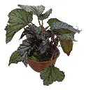  Begonia Rex Bowl Ø18