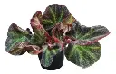 Begonia Rex Bowl Ø18