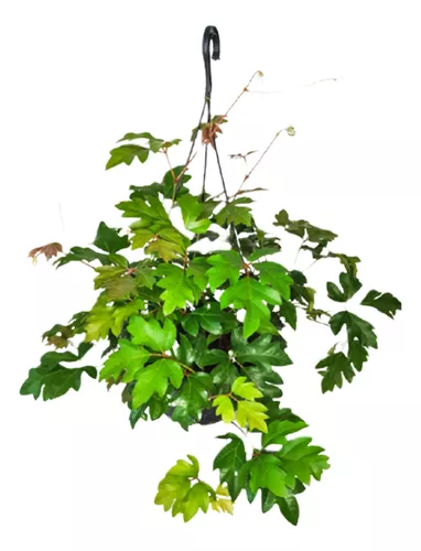 Trepadora Cissus Bowl 18