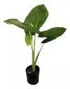 Alocasia Oreja De Elefante 2 Litros