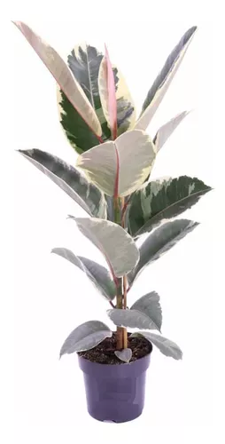 Gomero Variegado Soplada Ø16 
