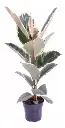 Gomero Variegado Soplada Ø16 
