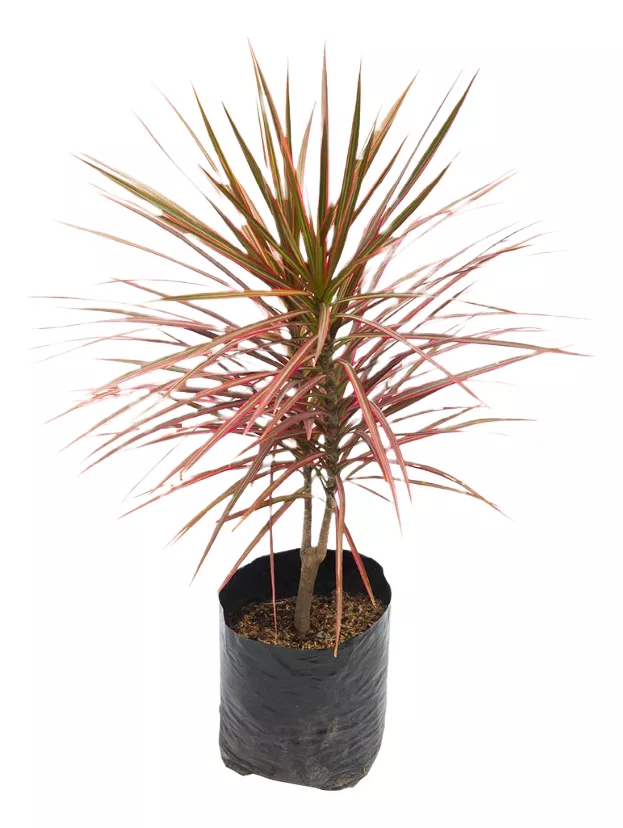 Marginata Tricolor Ø16 