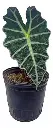 Alocasia Amazonica 3L