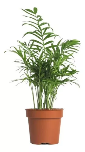 Palmera Chamadorrea Maceta Ø16