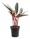  Calathea Stromante M10
