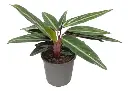 Calathea Sanguinea Soplada Ø 13
