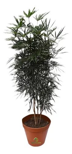 Aralia Elegantisima Maceta Ø 19