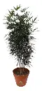 Aralia Elegantisima Maceta Ø 19