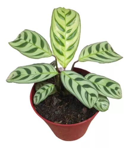 Maranta Portorriqueña  M10