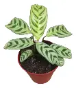 Maranta Portorriqueña  M10