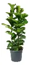  Ficus Pandurata Doble M16