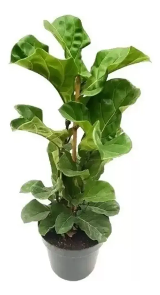 Ficus Pandurata M16