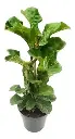  Ficus Pandurata Gigante 10 Litros