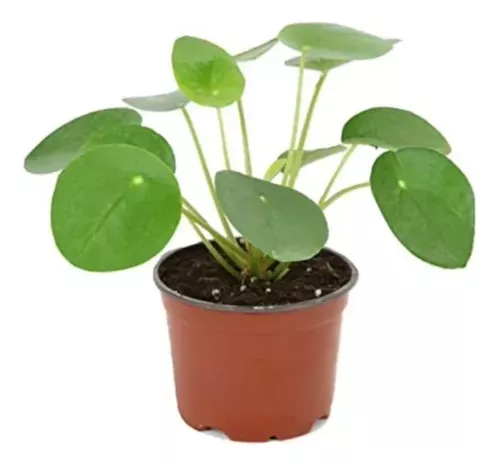 Pilea Peperomioides (dinero Chino) M13