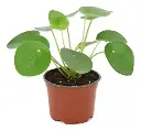 Pilea Peperomioides (dinero Chino) M13