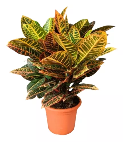 Croton Grande Maceta Ø 24