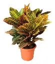 Croton Grande Maceta Ø 24