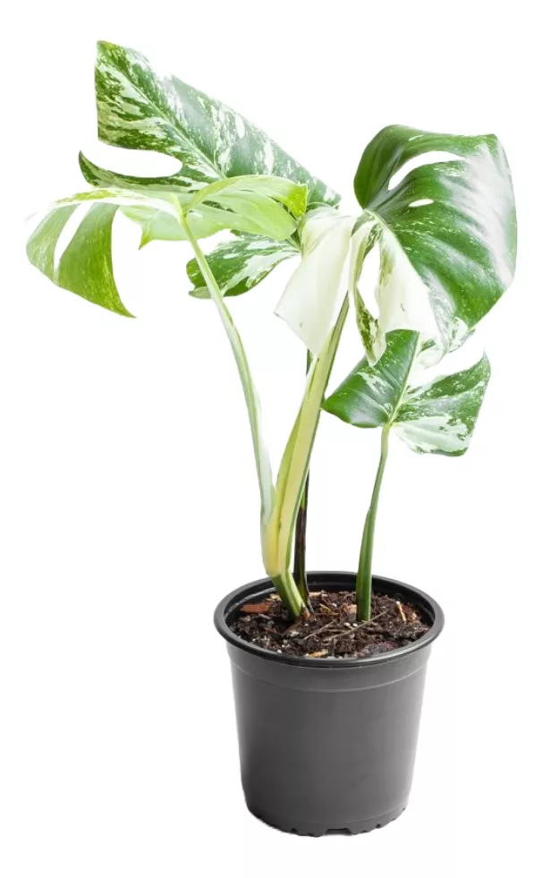  Monstera Variegada Costilla De Adan M18
