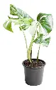  Monstera Variegada Costilla De Adan M18