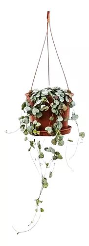 Ceropegia Woodii Collar Colgante Ø 12