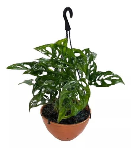 Ceropegia Woodii Collar Colgante Ø 12 (copia)
