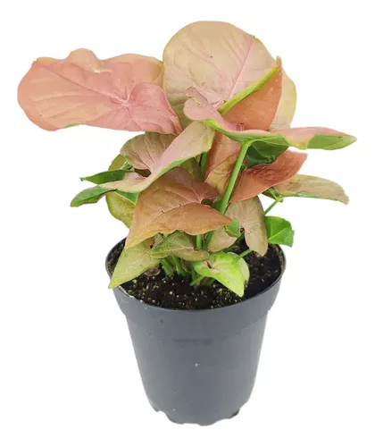 Syngonium Maria M12