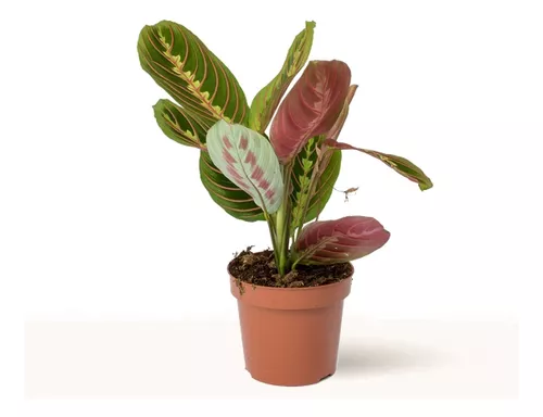 Maranta Tricolor M10