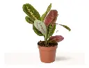 Maranta Tricolor M10
