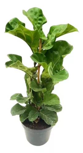 Ficus Pandurata M12