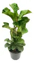 Ficus Pandurata M12