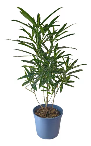 Crotón Fideo M13