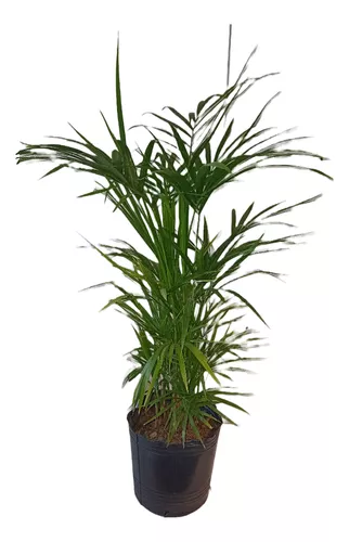 Palmera Palmito Maceta Soplada 5 Litros