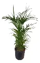 Palmera Palmito Maceta Soplada 5 Litros