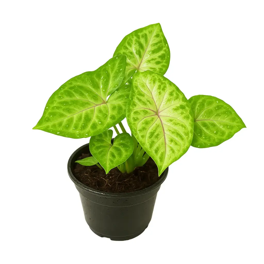 Syngonium Mango Allusion M12