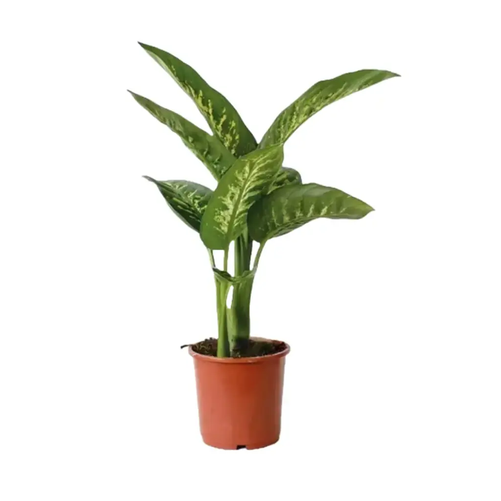 Dieffenbachia Tropic 2L