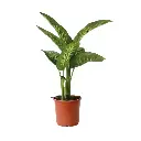 Dieffenbachia Tropic 2L
